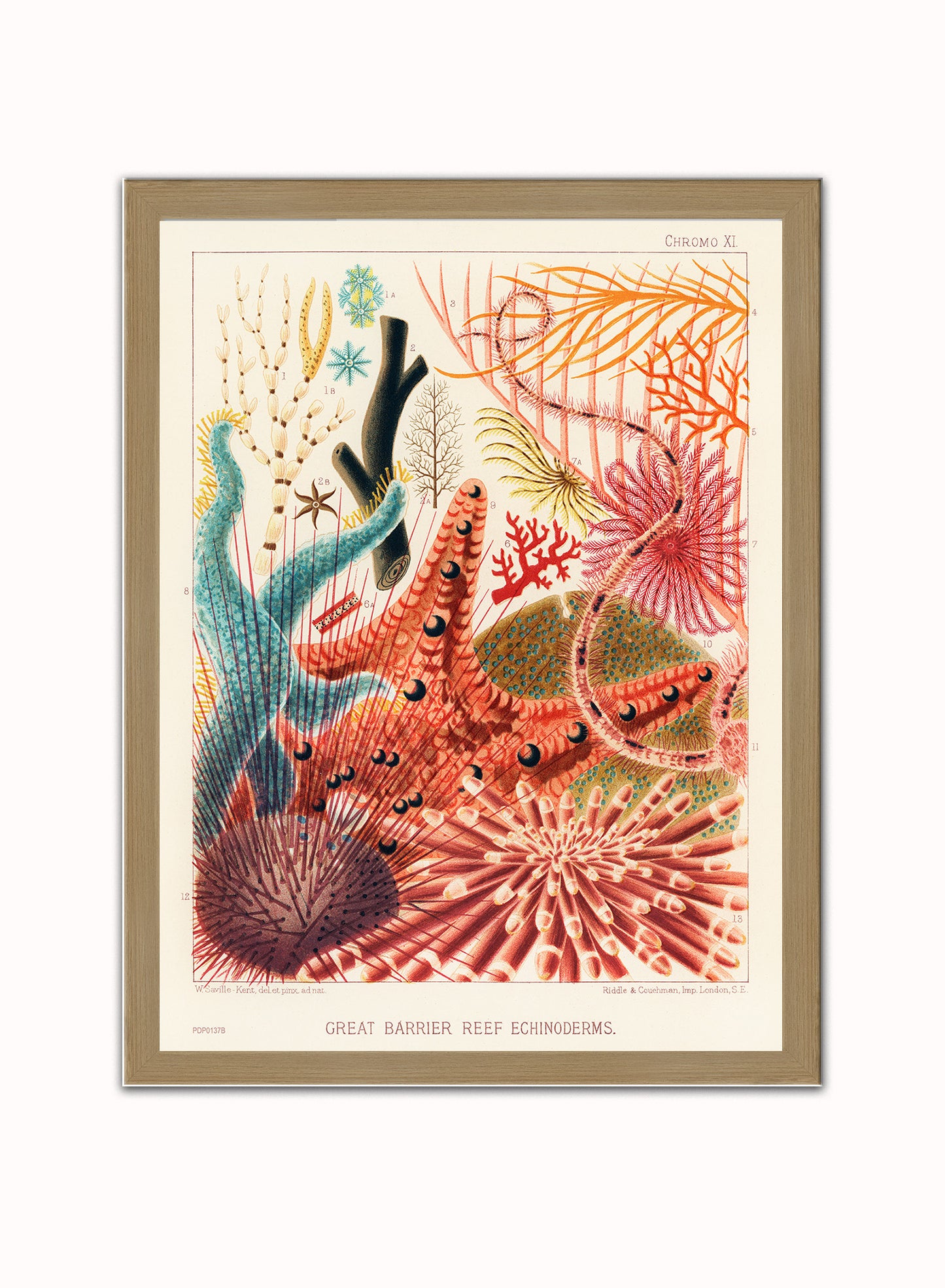 Great Barrier Reef Echinoderms Natual History Vintage by William Saville-Kent Vintage Art Wall Art Print 30x40cm Light Wood
