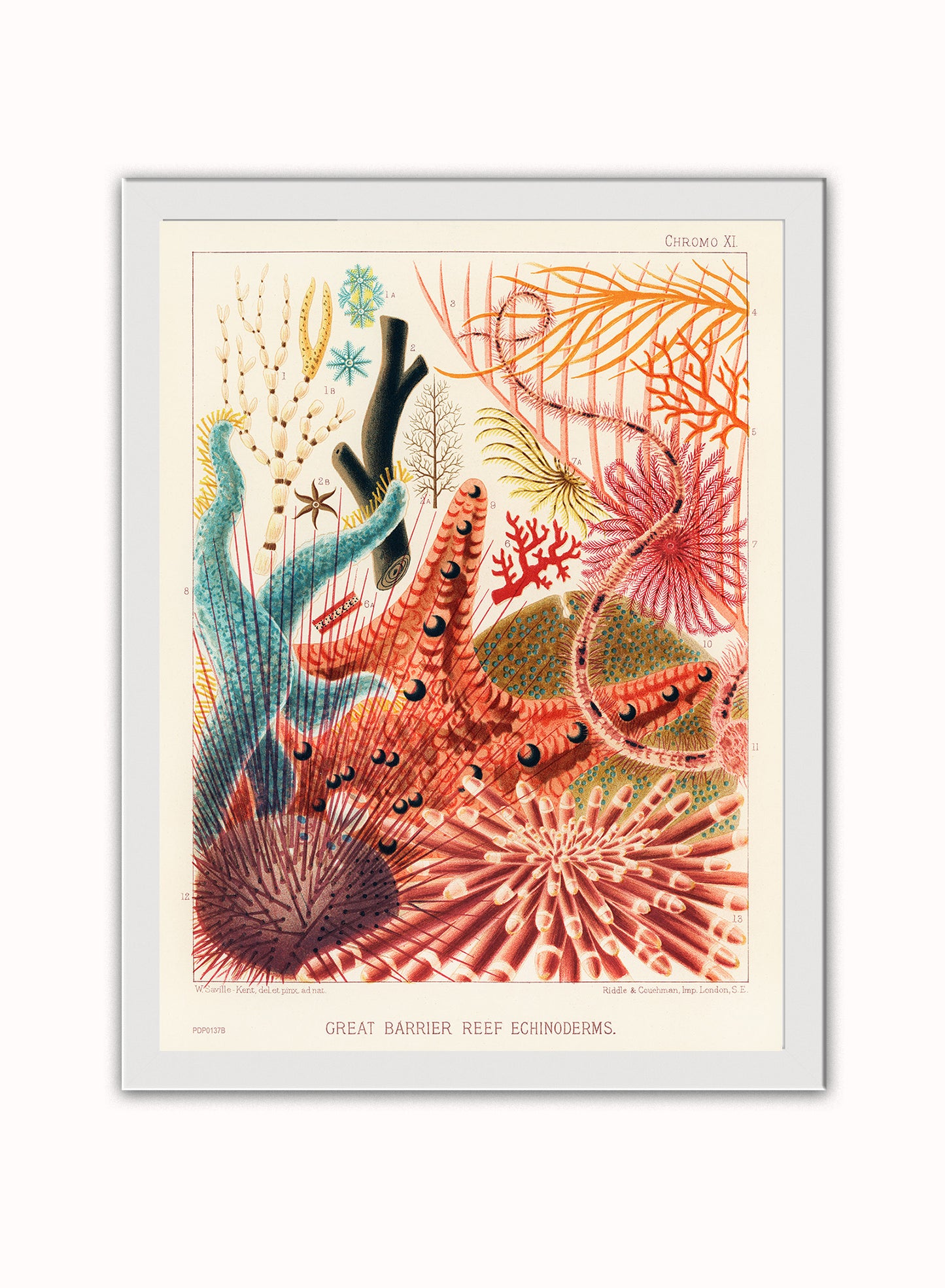 Great Barrier Reef Echinoderms Natual History Vintage by William Saville-Kent Vintage Art Wall Art Print 30x40cm White Frame