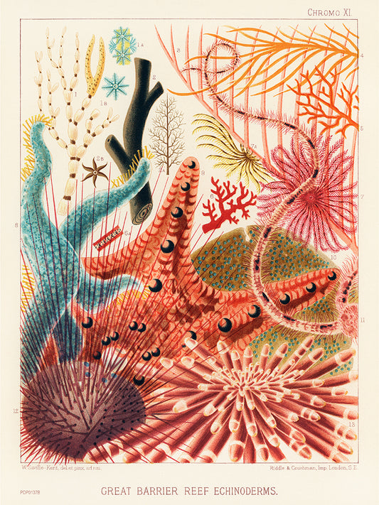 Great Barrier Reef Echinoderms Natual History Vintage by William Saville-Kent 30x40cm Art Print