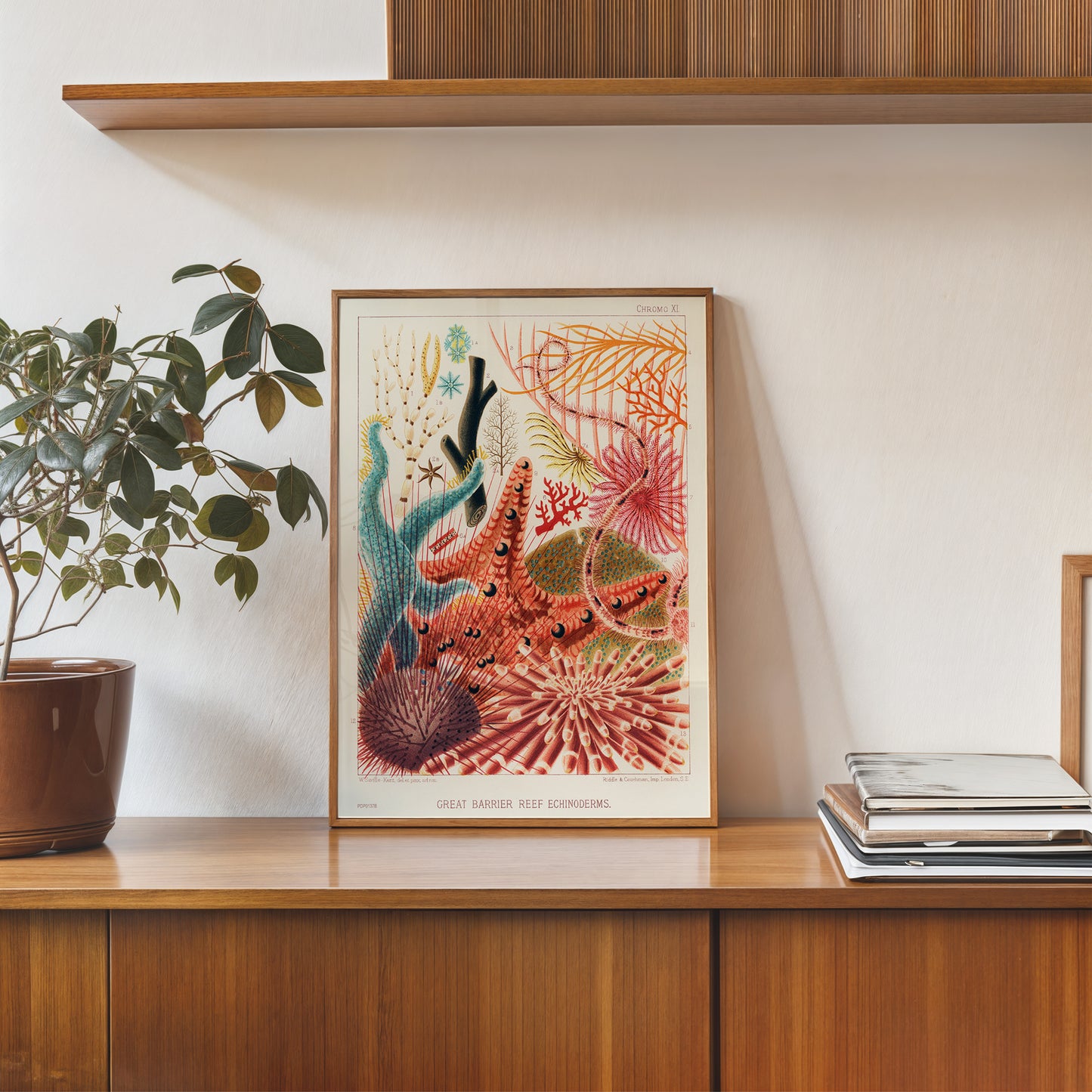 Great Barrier Reef Echinoderms Natual History Vintage by William Saville-Kent 30x40cm Art Print