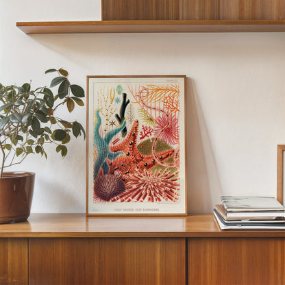 Great Barrier Reef Echinoderms Natual History Vintage by William Saville-Kent 30x40cm Art Print