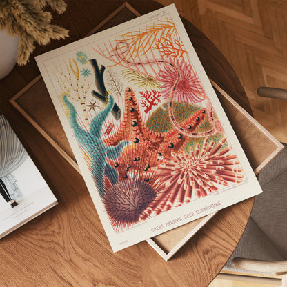 Great Barrier Reef Echinoderms Natual History Vintage by William Saville-Kent 30x40cm Art Print