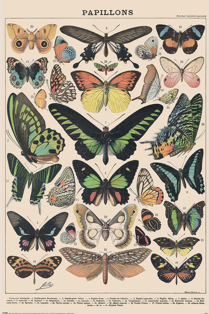Millot (Papillons) Butterflys 61x91.5cm Maxi Poster