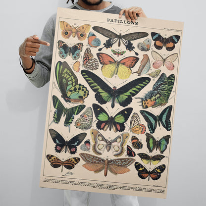Millot (Papillons) Butterflys 61x91.5cm Maxi Poster