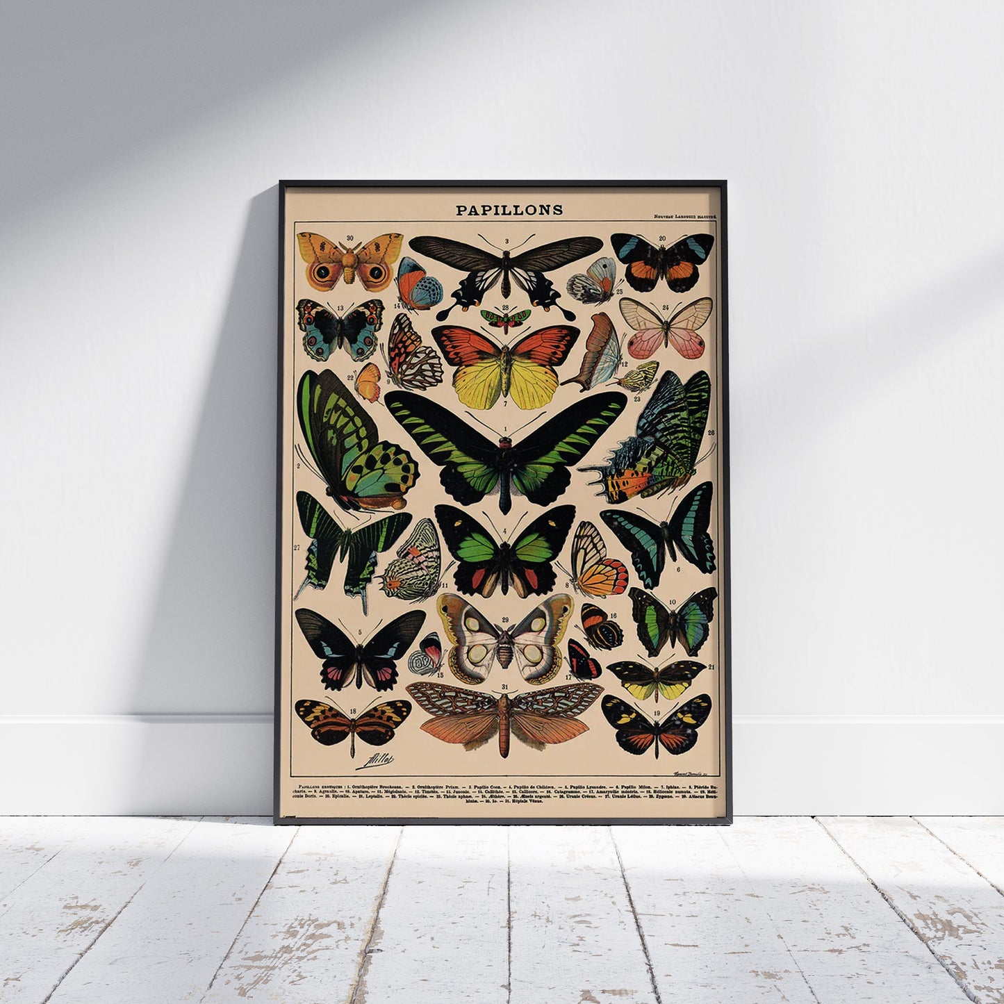 Millot (Papillons) Butterflys 61x91.5cm Maxi Poster