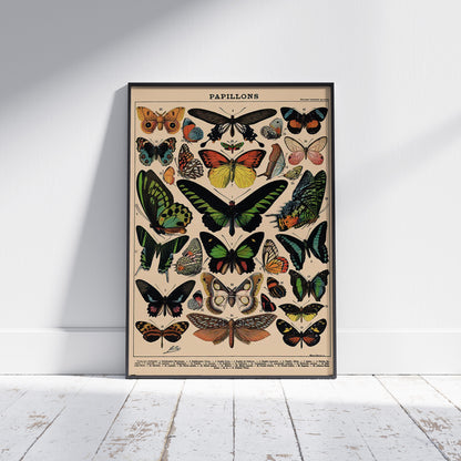 Millot (Papillons) Butterflys 61x91.5cm Maxi Poster
