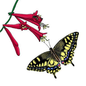Swallowtail and Dropmore Scarlet Honeysuckle Greetings Card 14x14cm (blank inside)