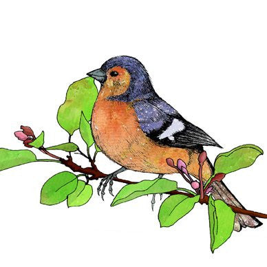 Chaffinch on a Cherry Branch Greetings Card 14x14cm (blank inside) - On the Wall Art Print Posters & Gifts