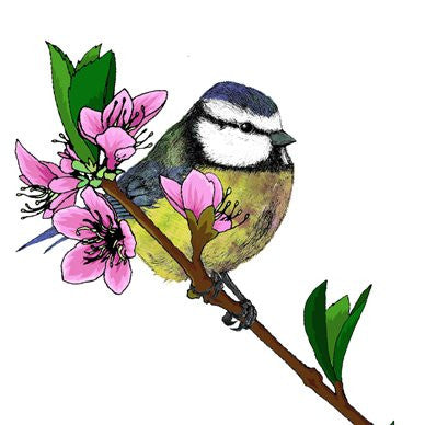 Blue Tit and Cherry Blossom Greetings Card 14x14cm (blank inside) - On the Wall Art Print Posters & Gifts