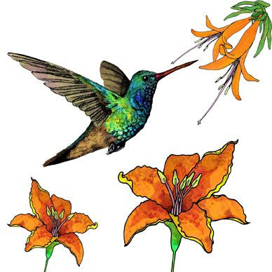 Broad-Billed Humming Bird with Orange Flowers Greetings Card 14x14cm (blank inside) - On the Wall Art Print Posters & Gifts