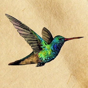 Broad-Billed Humming Bird Greetings Card 14x14cm (blank inside) - On the Wall Art Print Posters & Gifts