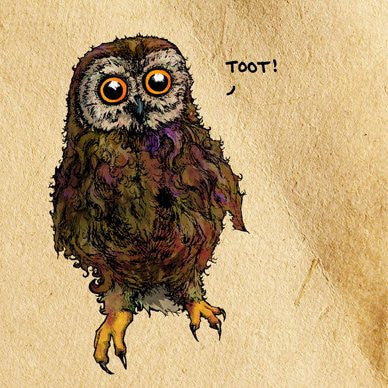 Little Owl - 