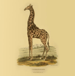 Giraffe Natural History 14x14cm Greetings card (Blank Inside)