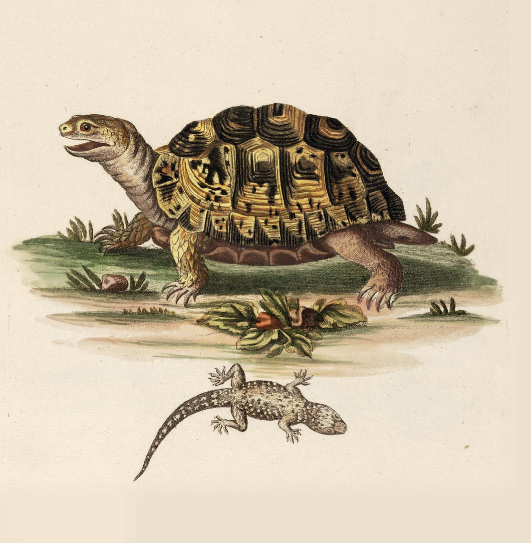 Tortoise Natural History 14x14cm Greetings card (Blank Inside)