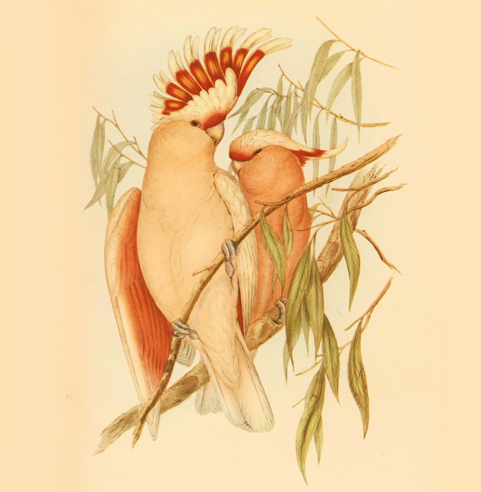 Cockatoos Natural History 14x14cm Greetings card (Blank Inside)