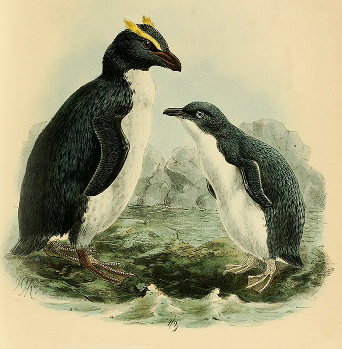 Penguins Natural History 14x14cm Greetings card (Blank Inside)