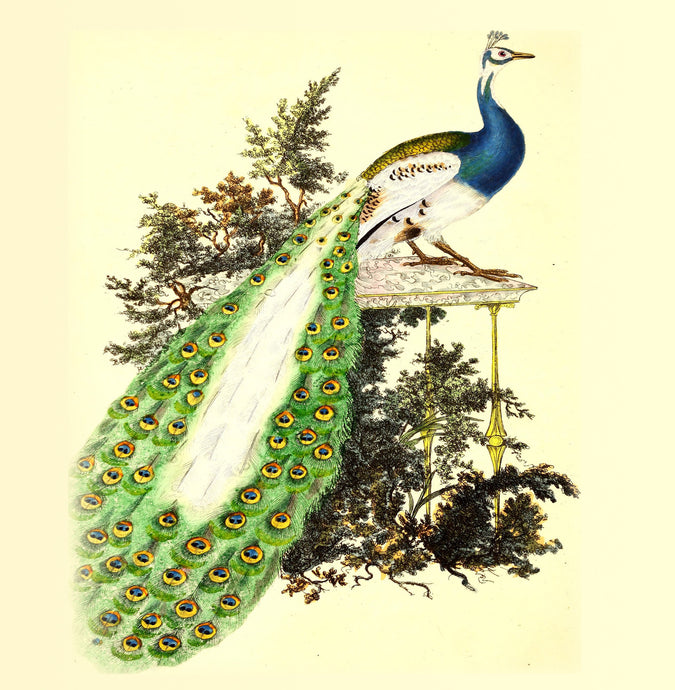 Peacock Natural History 14x14cm Greetings card (Blank Inside)