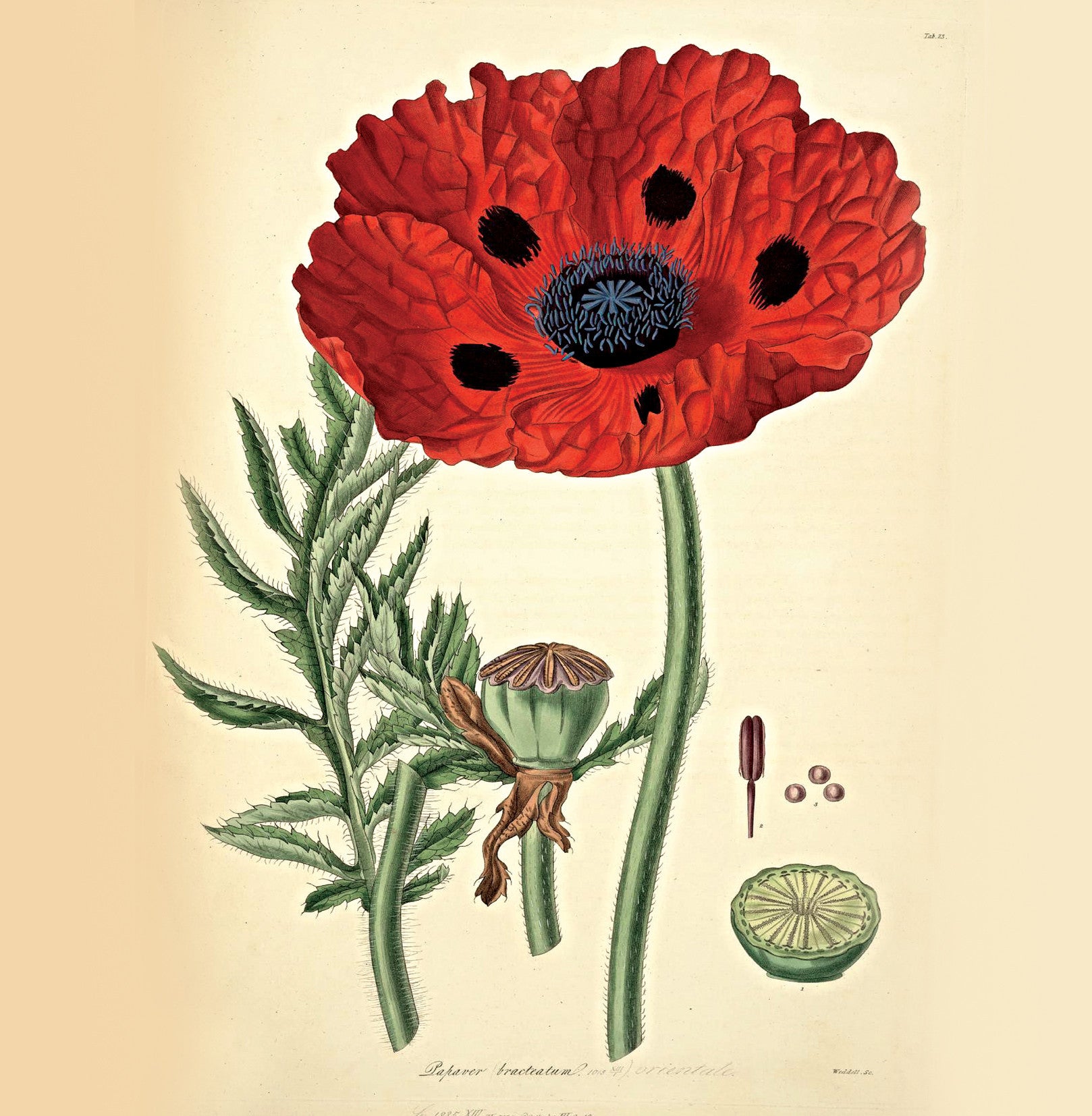 Poppy Natural History 14x14cm Greetings card (Blank Inside)