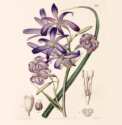 Lily Natural History 14x14cm Greetings card (Blank Inside)
