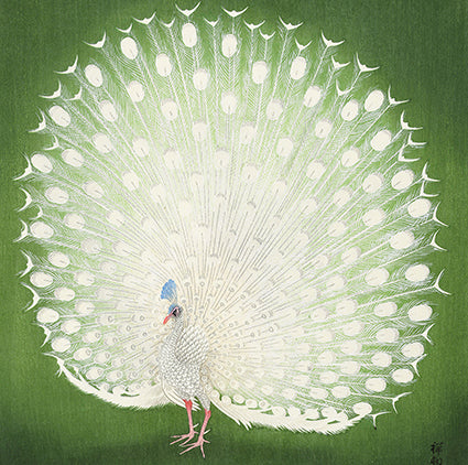 Peacock by Ohara Koson 14x14cm