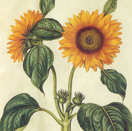 Sunflowers Natural History 14x14cm Greetings Card
