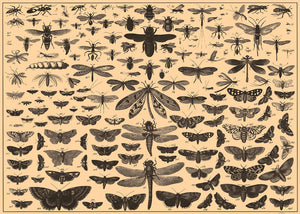 Brockhaus and Efron Butterflies, Illustrated Natural History, Field Studies, Vintage insects Art Print Poster 50x70cm