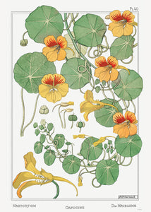 Botanical 50x70cm Art Print Capucine (nasturtium) from La Plante et ses Applications ornementales (1896) illustrated by Maurice Pillard Verneuil. 