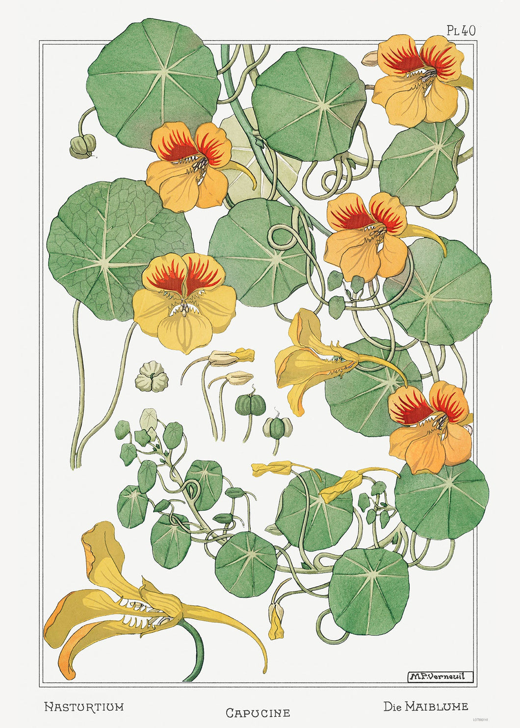 Botanical 50x70cm Art Print Capucine (nasturtium) from La Plante et ses Applications ornementales (1896) illustrated by Maurice Pillard Verneuil.