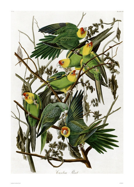 Natural History, Vintage Illustrated Field Audubon Carolina Parrot, Animals Bird Art Print Poster 50x70cm