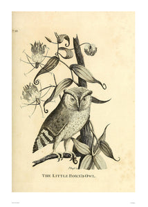 Little Horned Owl, Natural History, Illustrated Field Studies, Vintage Animals Bird Art Print Poster 50x70cm