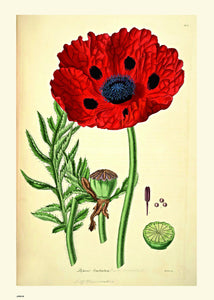 Natural History, Poppy, Illustrated Field Studies, Vintage flower, plant, floral Art Print Poster 50x70cm