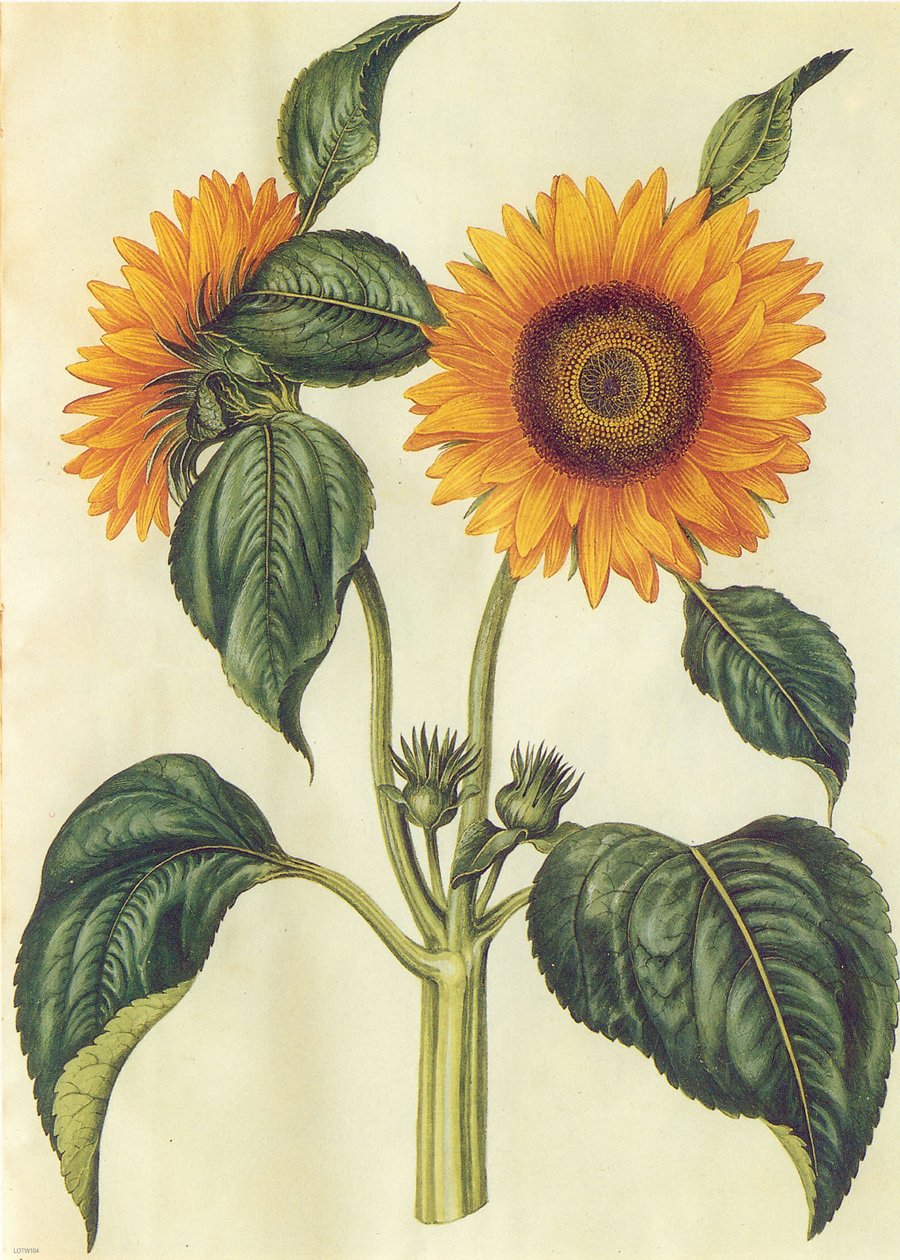 Sunflower Natural History 50x70cm Art Print