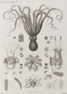 Octopus Natural History 50x70cm Art Print