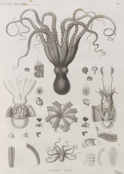 Octopus Natural History 50x70cm Art Print 