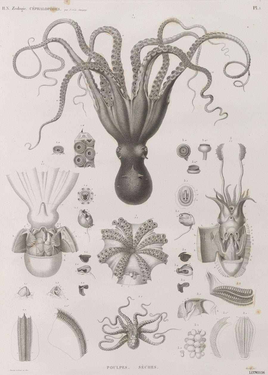 Octopus Natural History 50x70cm Art Print 