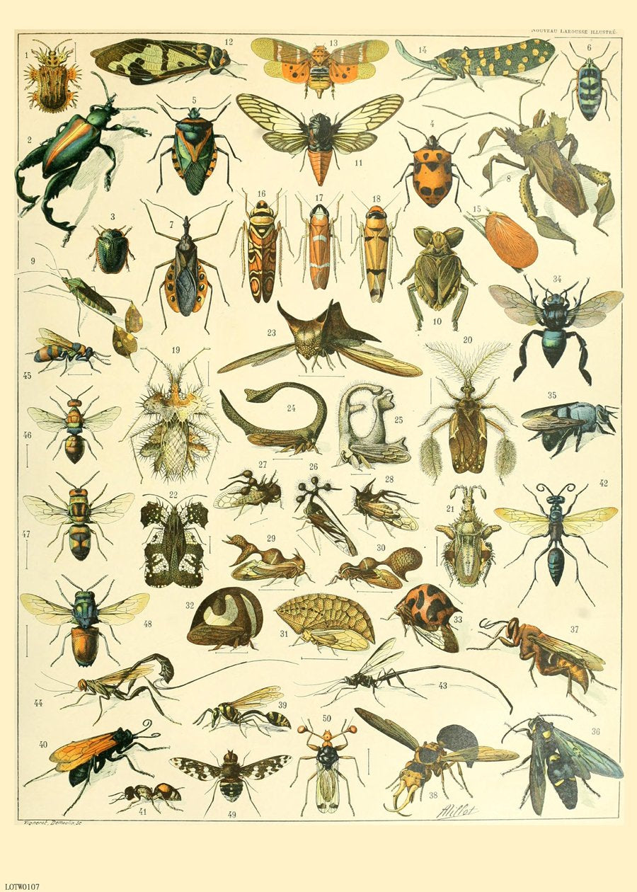 Bugs Natural History 50x70cm Art Print 