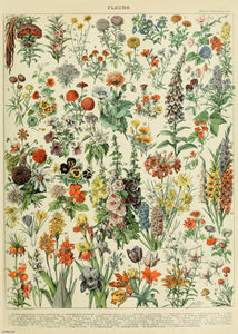 Flowers Natural History 50x70cm Art Print 
