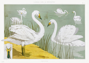Cygne sauvage from animal dans la dŽcoration (1897) illustrated by Maurice Pillard Verneuil 50 x70cm Art Print
