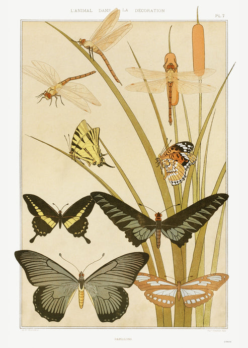 Botanical 50x70cm Art Print Papillons from animal dans la dŽcoration (1897) illustrated by Maurice Pillard Verneuil.