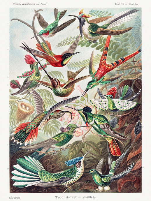 Trochilidae (hummingbirds) by Ernst Haeckel 30x40cm Art Print 