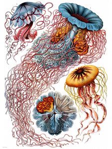 Jellyfish Natural History 30x40cm Art Poster Print