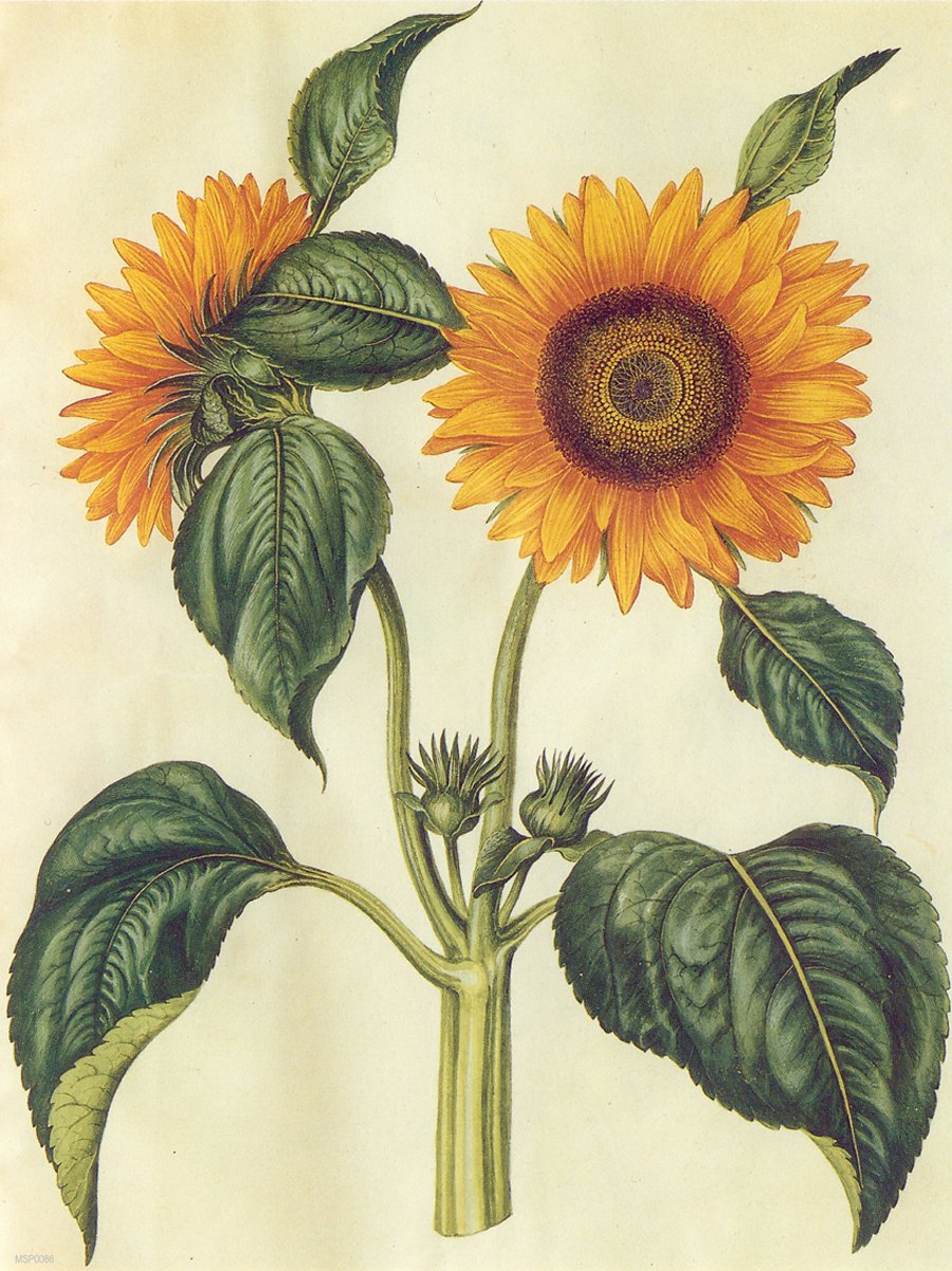 Sunflower Natural History 30x40cm Art Poster Print