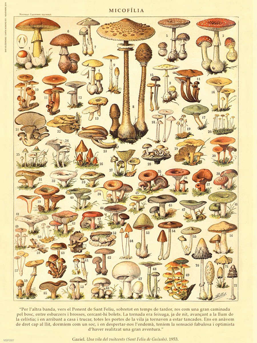 Mushrooms Natural History 30x40cm Art Poster Print