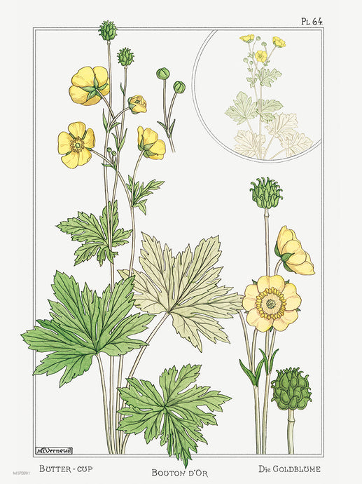 Botanical 30x40cm Art Print Buton or buttercup from La Plante et ses Applications ornementales (1896) illustrated by Maurice Pillard Verneuil.