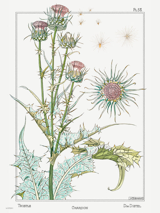 Botanical 30x40cm Art Print Chardon (thistle) from La Plante et ses Applications ornementales (1896) illustrated by Maurice Pillard Verneuil.