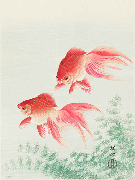 Japanese Art Print 30x40cm: Two veil goldfish (1926) by Ohara Koson (1877-1945). Original from The Rijksmuseum.