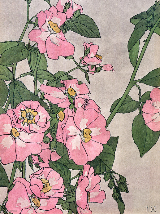 Prairie Rose (1915) by Hannah Borger Overbeck Botanical Art Print 30x40cm