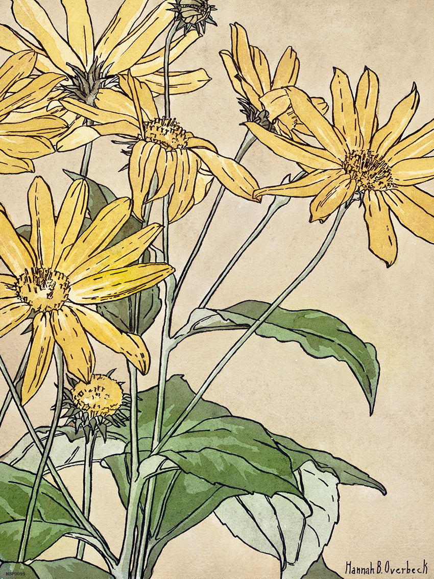 Sunflowers (1915) by Hannah Borger Overbeck Botanical 50x70cm Art Print