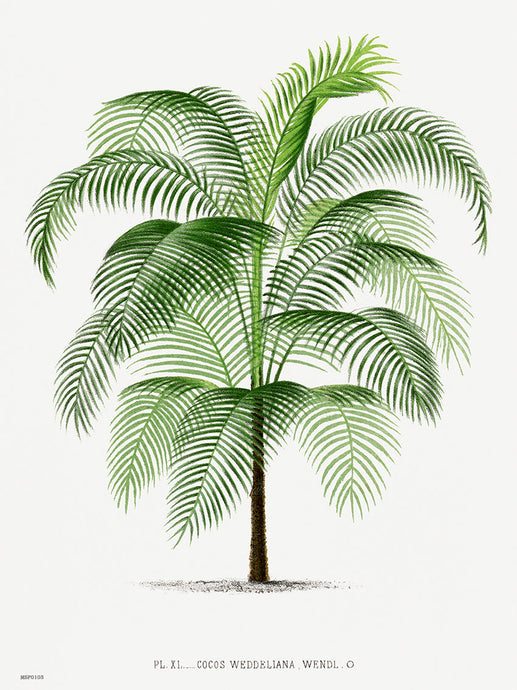 Vintage palm tree illustration Les Palmiers Histoire Iconographique Acanthor Aculeata (1878), illustrated by Oswald de Kerchove de Denterghem 30x40cm Art Print