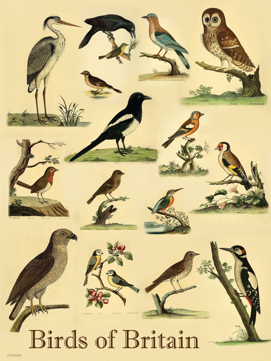 Birds of Britain Natural History 30x40cm Art Poster Print